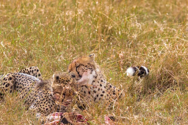 Famille des guépards. Masai Mara, Kenya — Photo