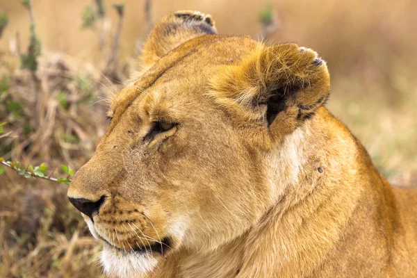 Szef lwica. Bardzo piękna lwica. Serengeti, Afryka — Zdjęcie stockowe