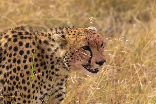 Portrait de guépard. Masai mara, Kenya — Photo