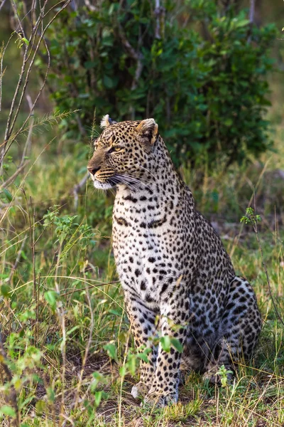 Portré egy ülés leopárd. Masai Mara, Afrika — Stock Fotó