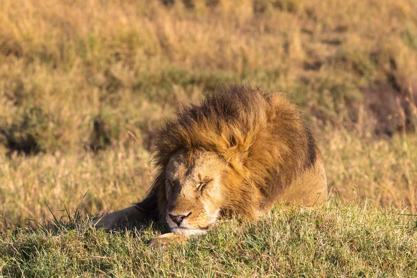 Leul. Rege adormit al fiarelor. Masai Mara, Africa — Fotografie, imagine de stoc