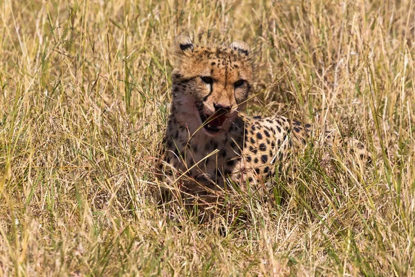 Ghepard satisfăcut. Masai Mara, Kenya — Fotografie, imagine de stoc