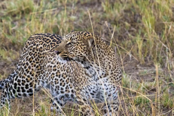 Leopard on the lookout. Hunt of predator. Masai Mara, Kenya — Stock Photo, Image