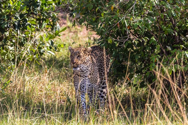 ヒョウを隠してる捕食者の狩りマサイマラ(ケニア) — ストック写真