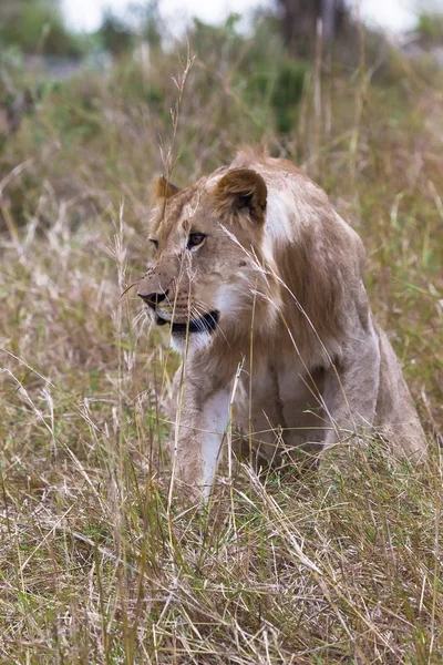 Leeuw jagen. Jonge leeuw in het dikke gras. Kenia, Afrika — Stockfoto