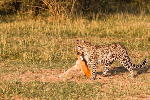 Vânători de savană. Leopard. Kenya, Africa — Fotografie, imagine de stoc