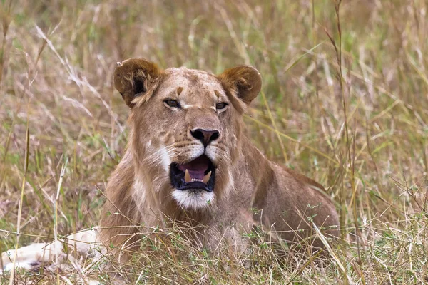 Leul tânăr în iarbă. Masai mara, Kenya — Fotografie, imagine de stoc