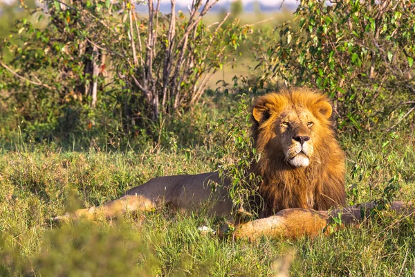 Βασιλιάς του Μασάι Μάρα. Το πορτρέτο του λιονταριού. Κένυα, Αφρική — Φωτογραφία Αρχείου