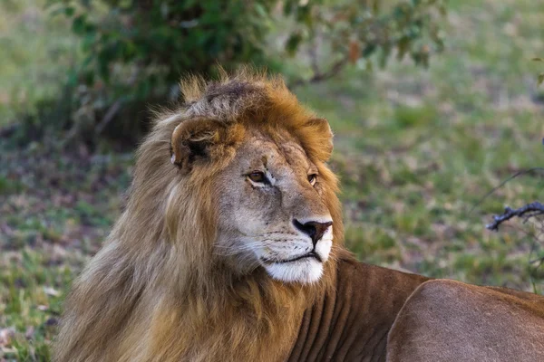 Leão. Grande rei dos animais. Masai Mara, Quénia — Fotografia de Stock