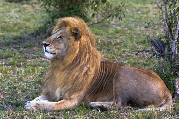 Yaşayan bir sfenks. Güzel aslan. Masai Mara, Kenya