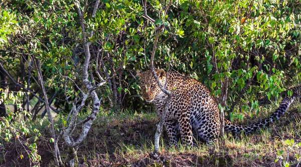 Nascondere il leopardo. Caccia al cacciatore. Masai Mara, Kenya — Foto Stock