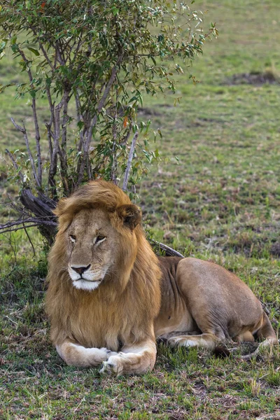 Lion. Huge king of beasts. Masai Mara, Kenya — Stock Photo, Image