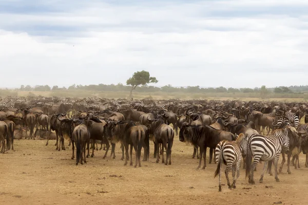Väntar på korsningen. Ansamling av hov-och klöv djur på stranden. Mara River. Kenya, Afrika — Stockfoto