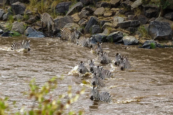 Mara Nehri zebralar binlerce. Masai Mara, Kenya