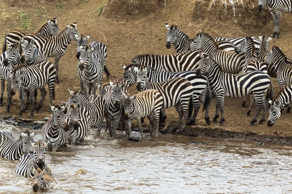 Cebras cruzando el río Mara. Masai Mara, Kenia —  Fotos de Stock