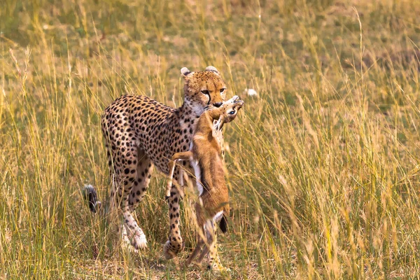 Ghepard cu pradă. Câştigător Impala. Masai Mara, Kenya — Fotografie, imagine de stoc