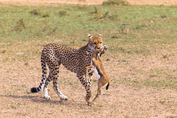 Caçadores de savanas. Cheetah. Quénia, África — Fotografia de Stock