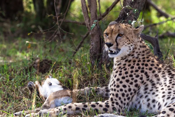 Cheetah con preda sotto l'albero. Masai Mara, Kenya — Foto Stock