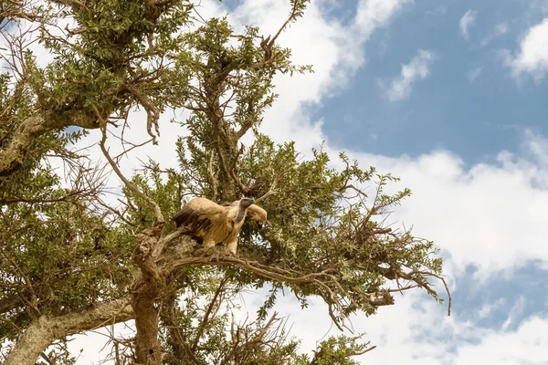 Um abutre numa árvore. Masai Mara, Quénia — Fotografia de Stock