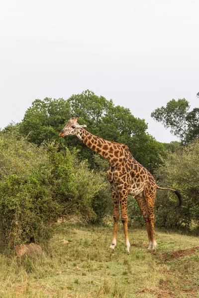 Jirafa entre un árbol. Masai Mara, África —  Fotos de Stock