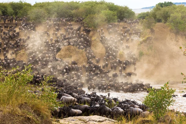 Yükseklikteki büyük göç. Afrika, Kenya