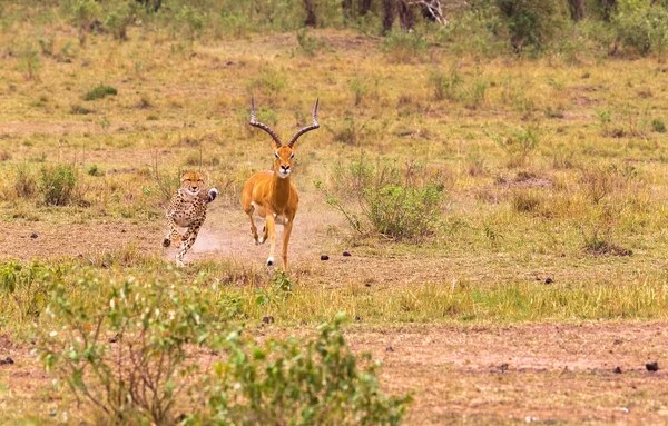 Seria Zdjęcie: Cheetah polowanie na duże Impala. Szybki odcinek. Masai Mara, Kenia — Zdjęcie stockowe