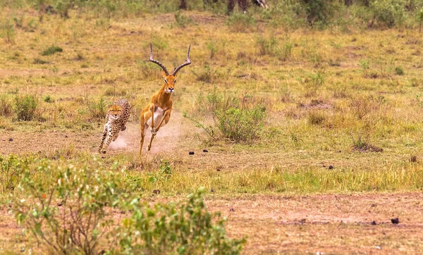 Serie di foto: Cheetah a caccia di grande Impala. L'episodio molto veloce. Masai Mara, Kenya — Foto Stock