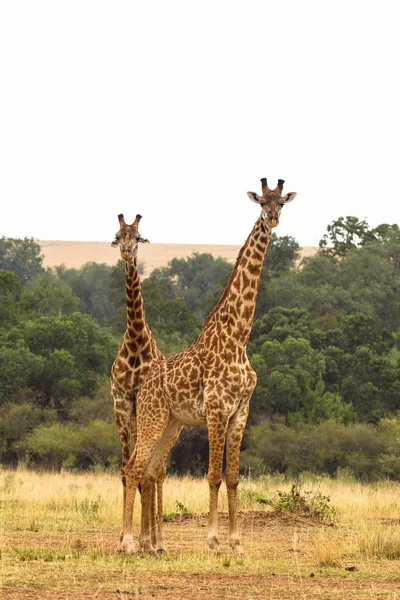 Due giraffe. Savanna di Masai Mara, Kenya — Foto Stock