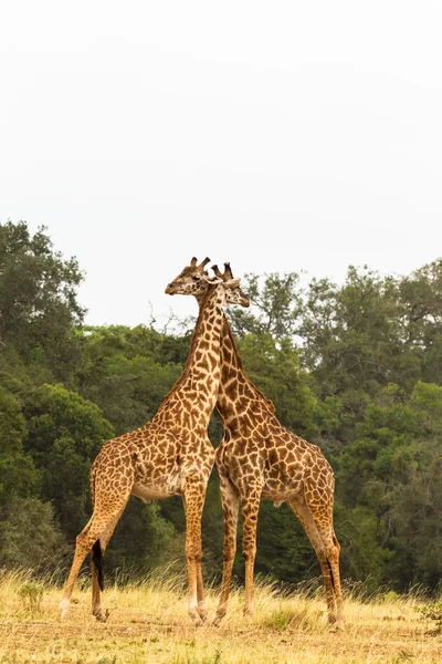 Due giraffe. Guerra nella Savanna. Masai Mara, Kenya — Foto Stock