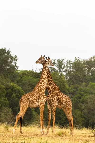 İki zürafa. Savanna'da savaş. Masai Mara, Kenya