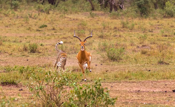 Foto série: gepard loví velké Impala. Závěrečné epizody. Masai Mara, Keňa — Stock fotografie