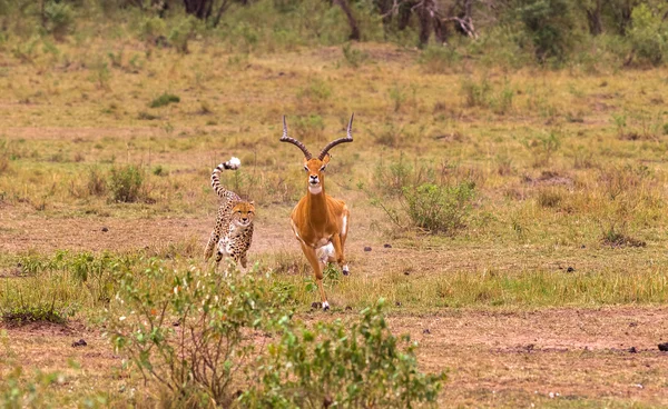 Fotoğraf serisi: çita av büyük Impala için. Oyun sonu bölüm. Masai Mara, Kenya