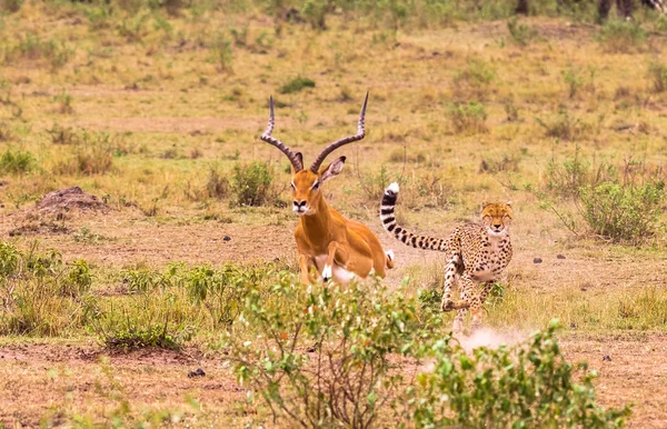 Serie di foto: Cheetah a caccia di grande Impala. L'episodio del ghepardo imbrogliato. Masai Mara, Kenya — Foto Stock