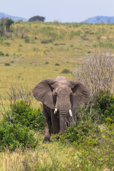 Elephant in the bush thickets. Masai Mara, Kenya.