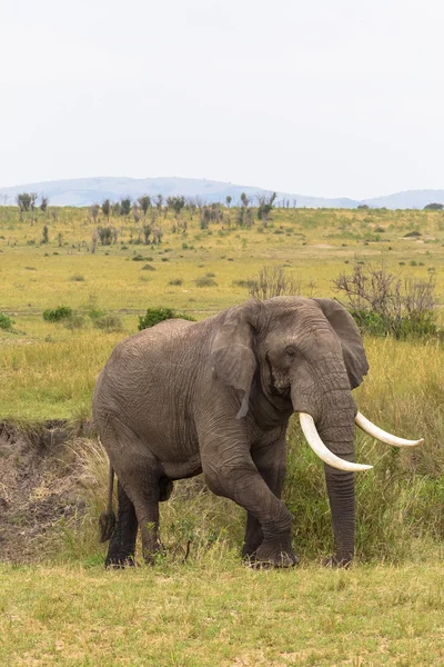 Um elefante grande no mato. Masai Mara, Quénia . — Fotografia de Stock