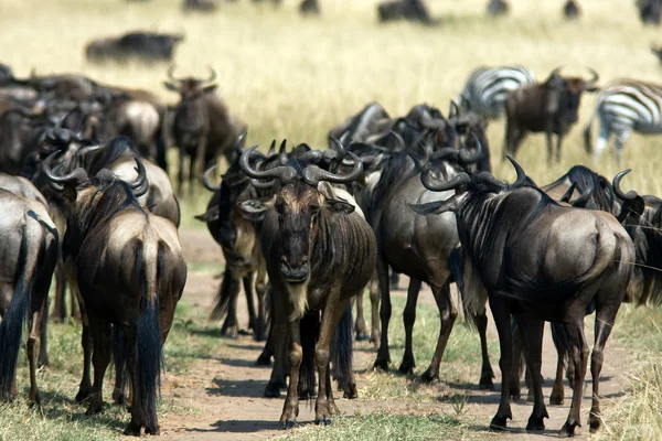 Savanadaki otçul sürüler. Masai Mara, Kenya