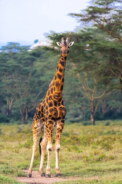 Girafa. Comprimento total. Masai Mara, África — Fotografia de Stock Grátis