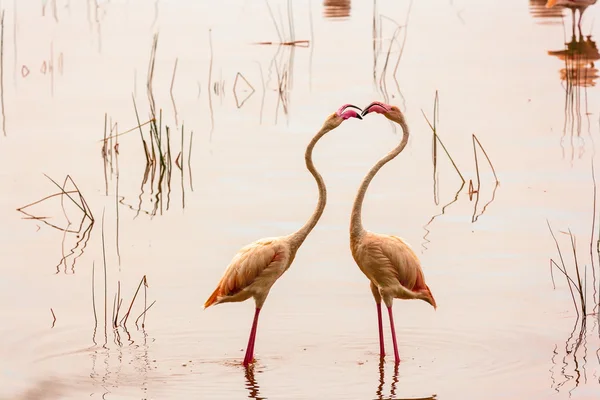 Χορός της αγάπης. Τα φλαμίνγκο που χορεύουν στη λίμνη κούρκούρο. Κένυα. — Φωτογραφία Αρχείου