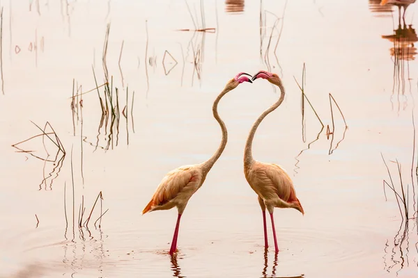 Tanec lásky. Tančící plameňáky u jezera Nakuru. Keňa. — Stock fotografie