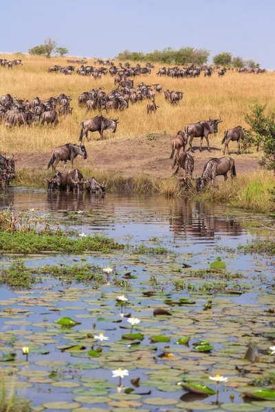 Wildebeest på Watering. Vattnar med vattenblommor. Liljor. Masai Mara, Kenya — Stockfoto
