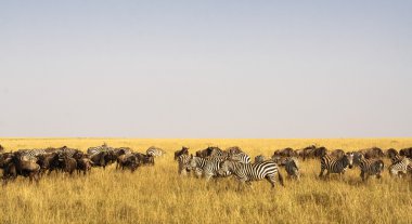Savannah otobur. Büyük göç zamanında. Kenya, Masai Mara.