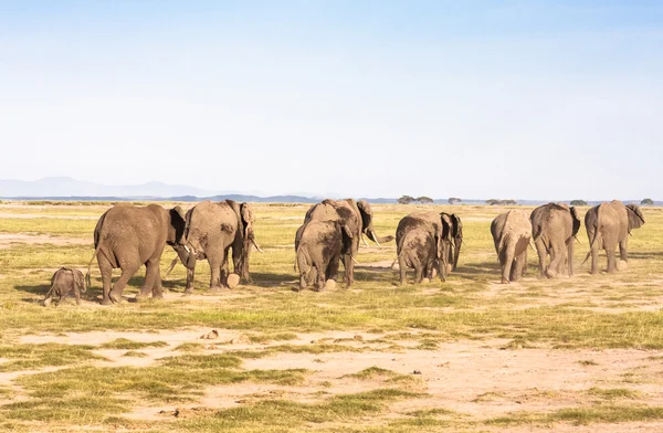 Los elefantes se van. Savanna. Parque Amboseli, Kenia — Foto de Stock
