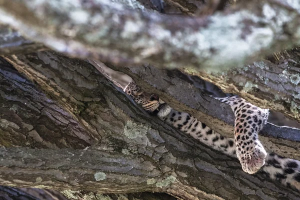 Leopar. Öğle yemeğinden sonra dinleniyor. Nakuru, Kenya — Stok fotoğraf