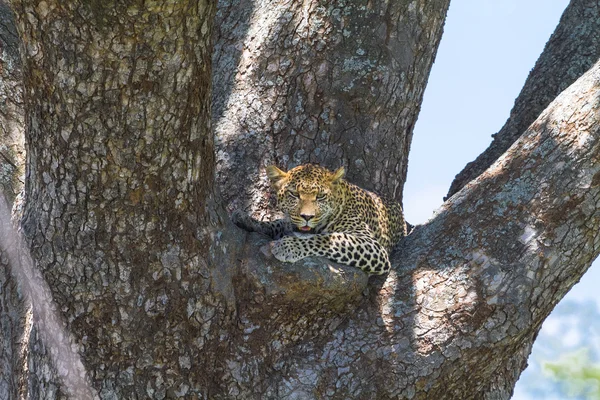Африканские хищники. Леопард. Серенгети, Танзания — стоковое фото