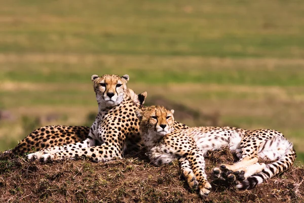 Gheparzi pe deal. Punct de observaţie. Masai Mara, Kenya — Fotografie, imagine de stoc