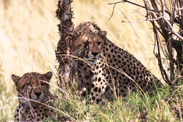Cheetahs perto da árvore. Masai Mara, Quénia — Fotografia de Stock