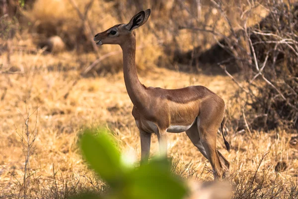 Gazela poblíž stromu. Samburu, Keňa. — Stock fotografie