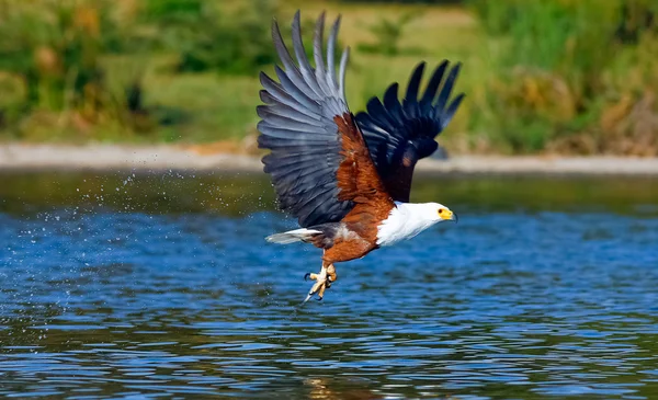 Orzeł Fisher. Orzeł z ofiarą nad jeziorem. Naivasha Lake, Kenia. — Zdjęcie stockowe