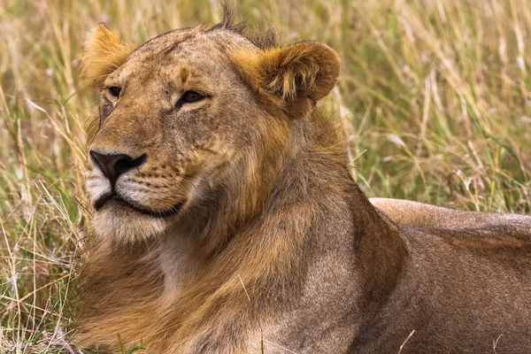 Leul tânăr în savană. Regele în viitor. Masai Mara, Kenya . — Fotografie, imagine de stoc