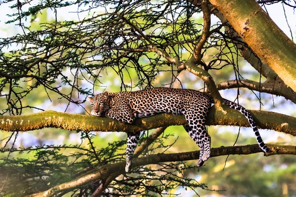 Leopardo appoggiato su un albero. Nakuru, Kenya — Foto Stock